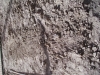 dsci0156
