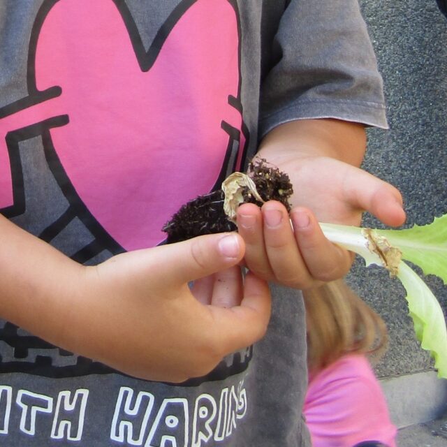 Els infants d’i5 han fet una amanida amb l’enciam que ells mateixos han cultivat a l’hort petit de l’escola. Ha estat tota una experiència viscuda amb molta il·lusió. Segurament haurà estat la millor amanida que hagin tastat mai.
-Puc regar?
-Els enciams han crescut molt. Els podríem collir!
-Podem fer una amanida.
-Podríem anar comprar més coses per acompanyar l'enciam.
-Podem convidar la Susanna. Ella ens fa sempre el dinar. Aquest cop li farem nosaltres!
“Situar l'infant al centre del seu aprenentatge no vol dir deixar-lo sol, sinó fer un trajecte compartit amb ell. Posant en consideració les seves experiències, els seus coneixements i les seves propostes és com esdevenen membres responsables del grup, perquè se'ls dóna confiança, se'ls demostra que són capaços d'aportar contribucions i de construir projectes i cultura”. (Pujol, Maite (2022), _El treball per projectes._ Rosa sensat)