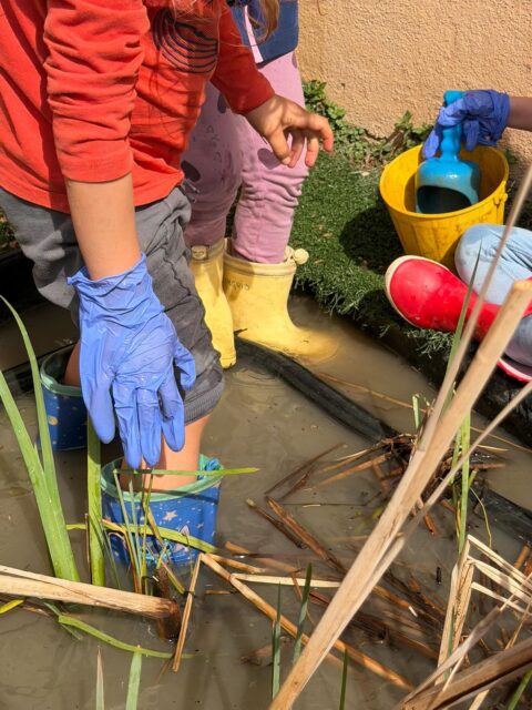 “Els infants d’infantil ens hem unit perquè tenim una gran missió: netejar la bassa de l’escola.
Per fer-ho ens hem ben equipat. Ens hem posat les botes d’aigua i els guants i hem agafat moltes pales i galledes.
Amb il.lusió i motivació l’hem buidat traient sorra, arrencant joncs secs, seleccionant pedres i veient que s’està apropant la primavera perquè la figuera ja brota i han començat a venir insectes.
Posar-nos de peus a la bassa ens ha recordat la importància de viure plenament el propi procés d’aprenentatge.
Seguirem cuidant i donant vida al nostre pati.”